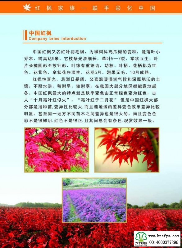 河南印刷廠:紅楓家族 宣傳畫冊