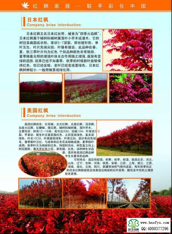 河南印刷廠:紅楓家族 宣傳畫冊