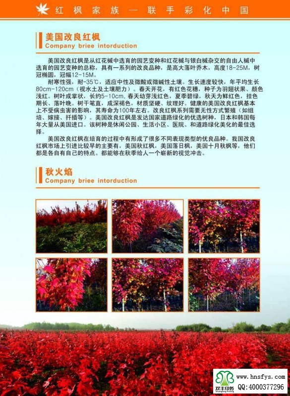 河南印刷廠:紅楓家族 宣傳畫冊