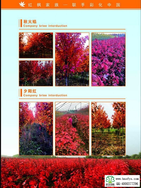 河南印刷廠:紅楓家族 宣傳畫冊