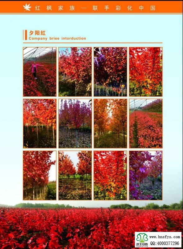 河南印刷廠:紅楓家族 宣傳畫冊
